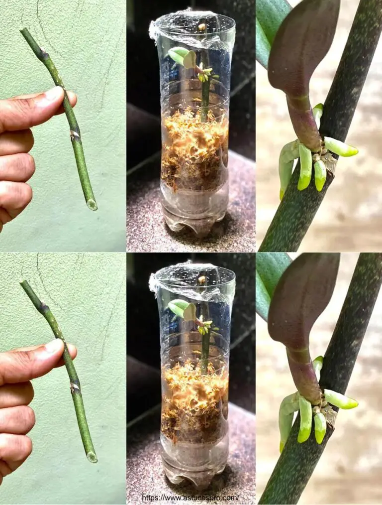 Cómo empujar rápidamente pequeñas orquídeas de ramas de la flor