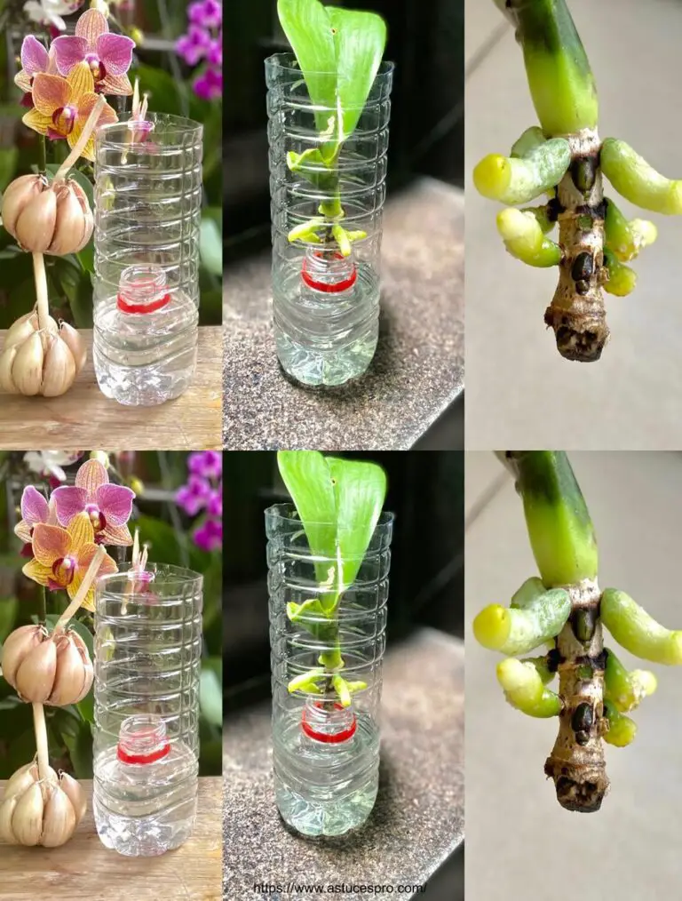 ¡Revivir sus orquídeas debilitadas con un sistema de raíz fuerte y simple!