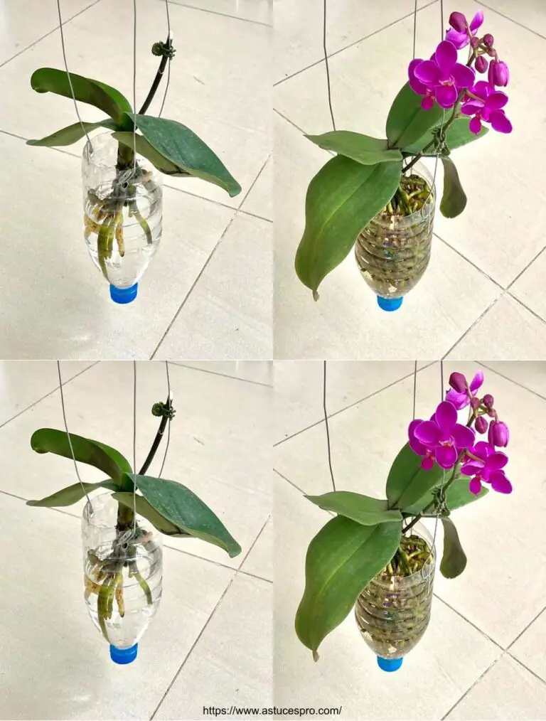 Crear una Phalaenopsis Jardín Acuático para un crecimiento rápido y fácil