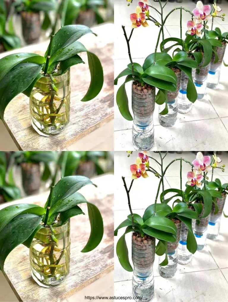 Cómo crecer orquídeas autoaguas para un crecimiento rápido y floración sostenible