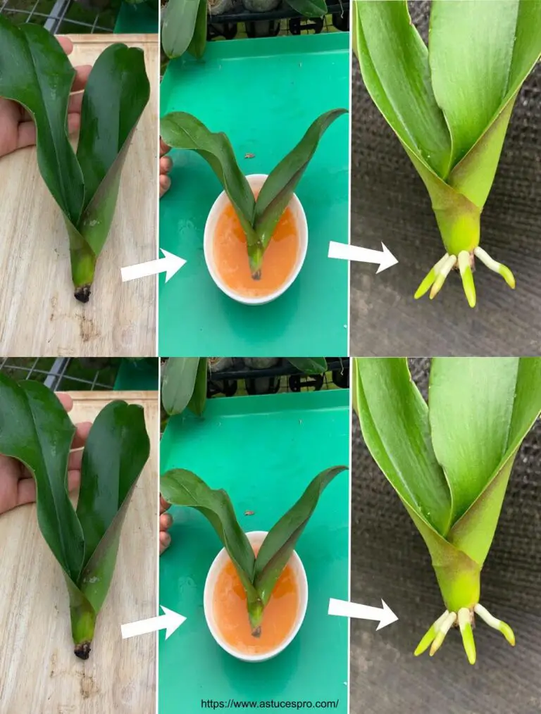 Agua mágica naranja: revive instantáneamente las orquídeas descoloridas.