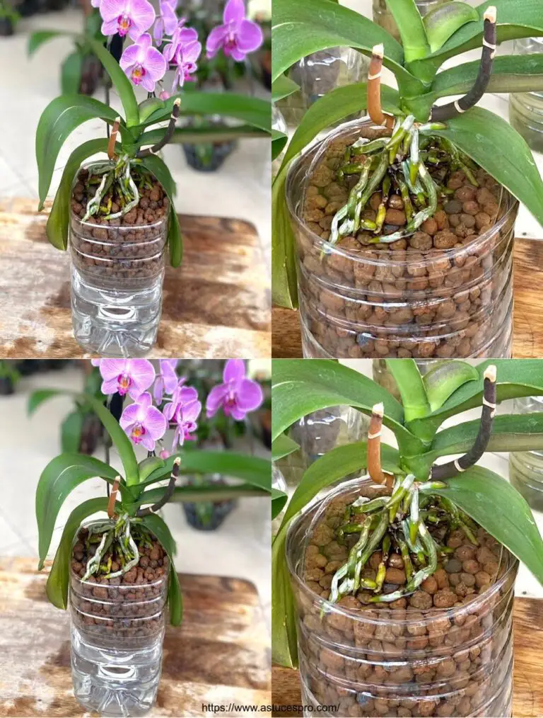 Orquídeas cultivadas en hidroponia: raíces robustas y flores exuberantes