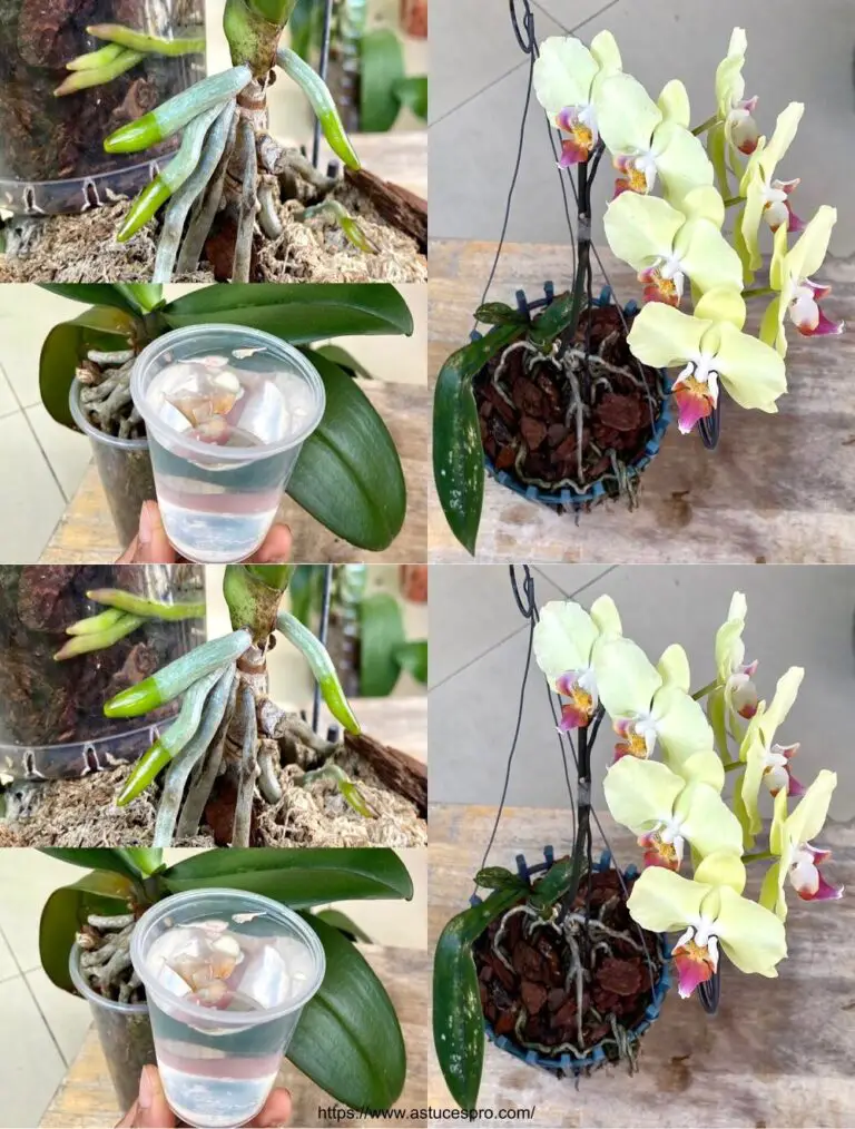 Hacer esto para las orquídeas exuberantes y florecientes