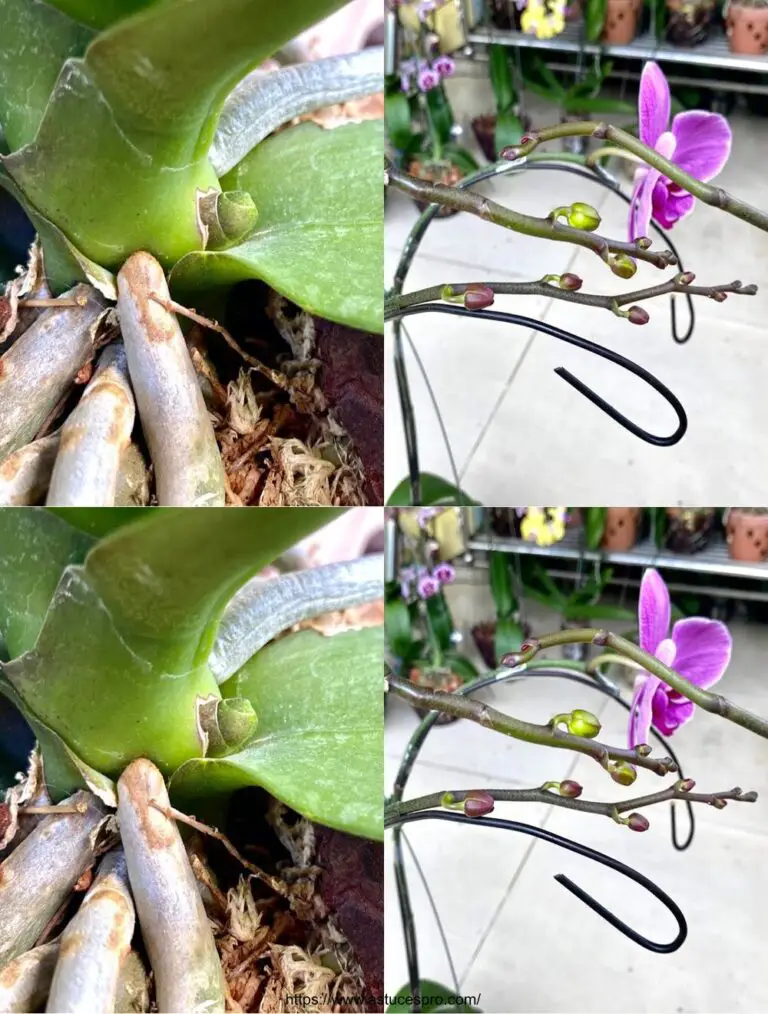 Aquí hay una versión pegadiza en francés: Flores en abundancia para su orquídea con este método simple!