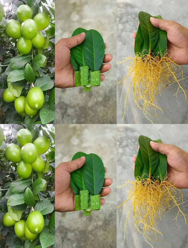 Cómo empujar un Citronnier de hojas con Aloe Vera