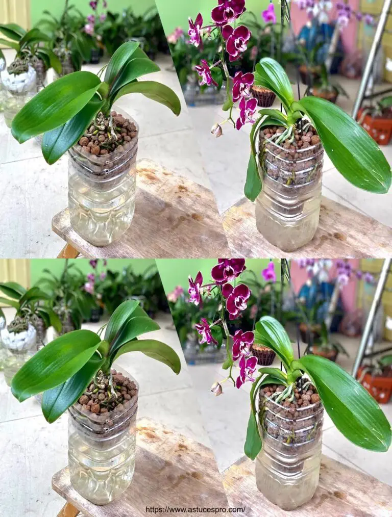 Cultura Orquídea: Consejos para el crecimiento rápido y la floración abundante!