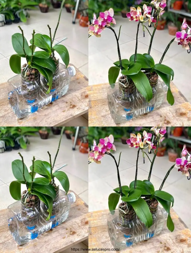 Cultura orquídea en hidroponia para un crecimiento abundante y florecimiento