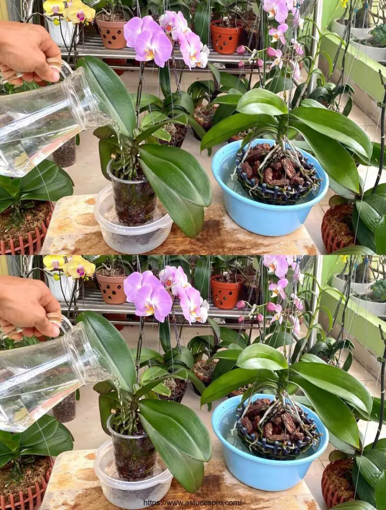 Agua sus Orquídeas para Floración Abundante y Crecimiento Saludable!