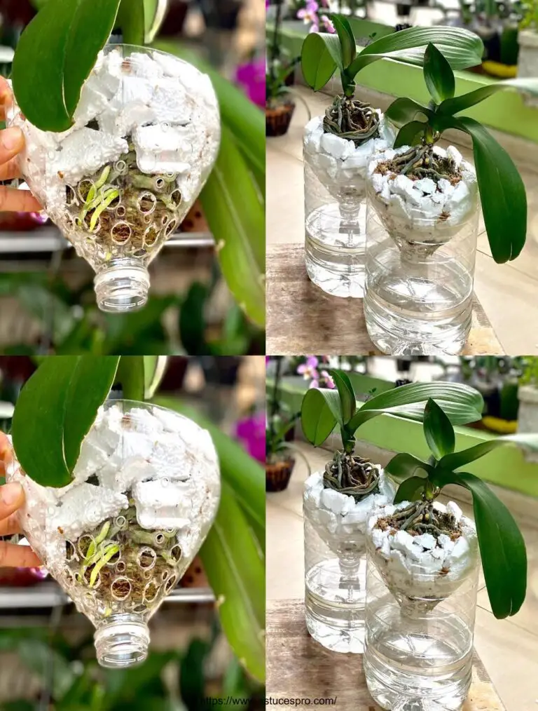 Secretos para cultivar orquídeas fácilmente