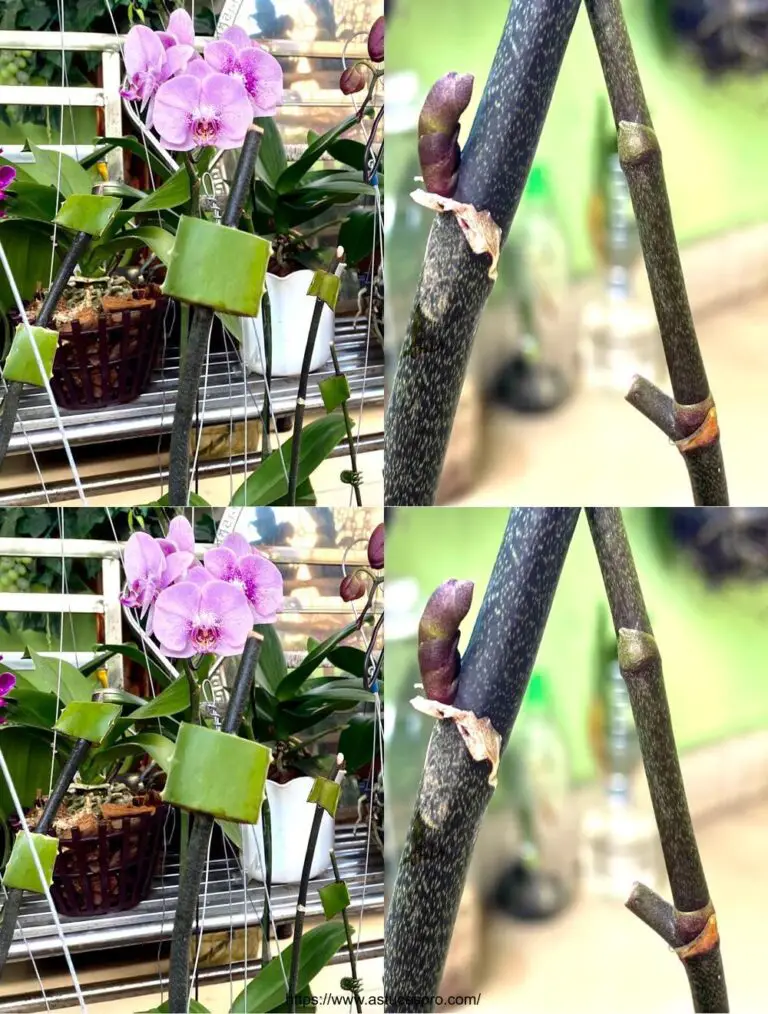 Reveal Magic para revelar tus pequeñas orquídeas y flor abundantemente