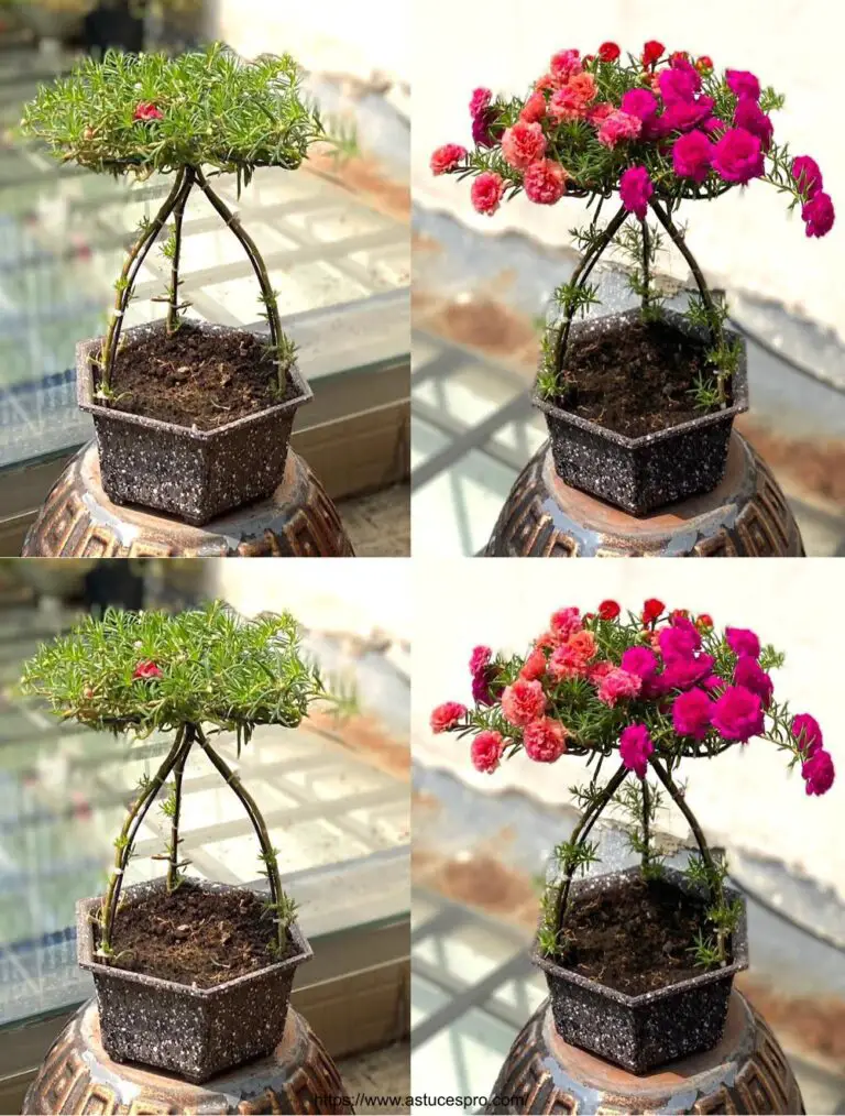 Tres Portulaca