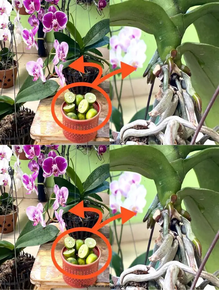 El poder refrescante del limón para orquídeas sanas y florecidas