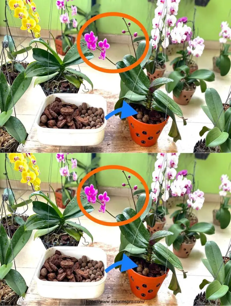 Cómo renovar el Pot de Orquídea Mini Flor para una Planta Saludable y Siempre Brillante