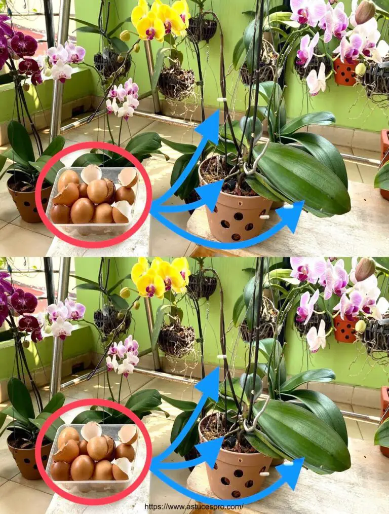 Utilizar Shells de huevo para fortalecer las raíces, fertilizar las hojas y Dur Orchid Flowers