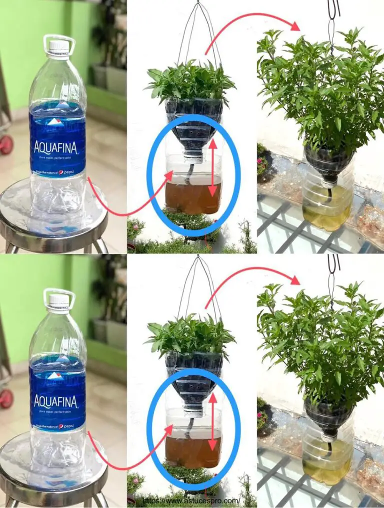 Reutiliza botellas de plástico para cultivar hierbas aromáticas, una olla para agua y fertilizante para hierbas siempre frescas y saludables