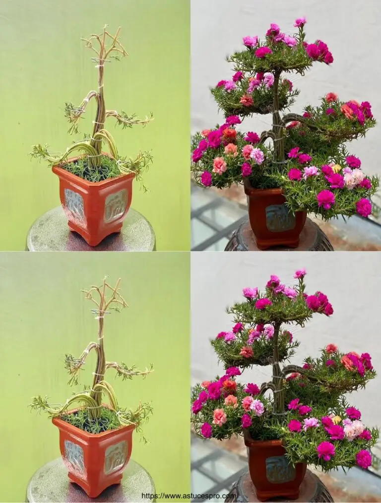 Cómo hacer un Moss Rose Bonsai con palos pequeños en Zinc