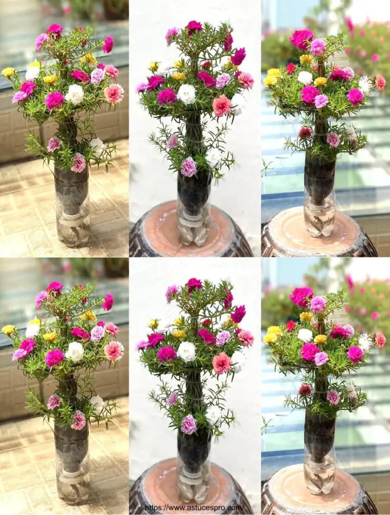 Petit Bonsaï de Portulaca Grandiflora : Beau Sans Arrosage With Facility