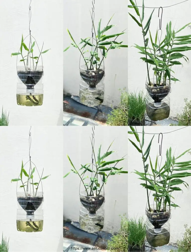 Ginger culture without watering: an innovative method