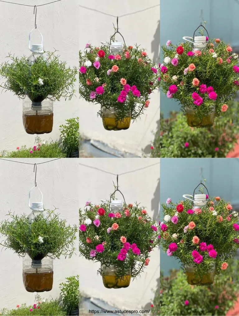 Ingeniosos ideas para cultivar hermosa Portulaca Grandiflora con flores multicolor sin necesidad de agua