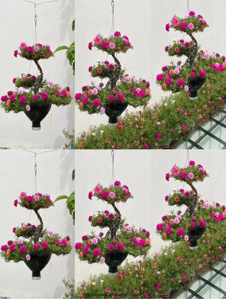 Transformar botellas de plástico en un hermoso jardín colgado de Portulaca Grandiflora Bonsai