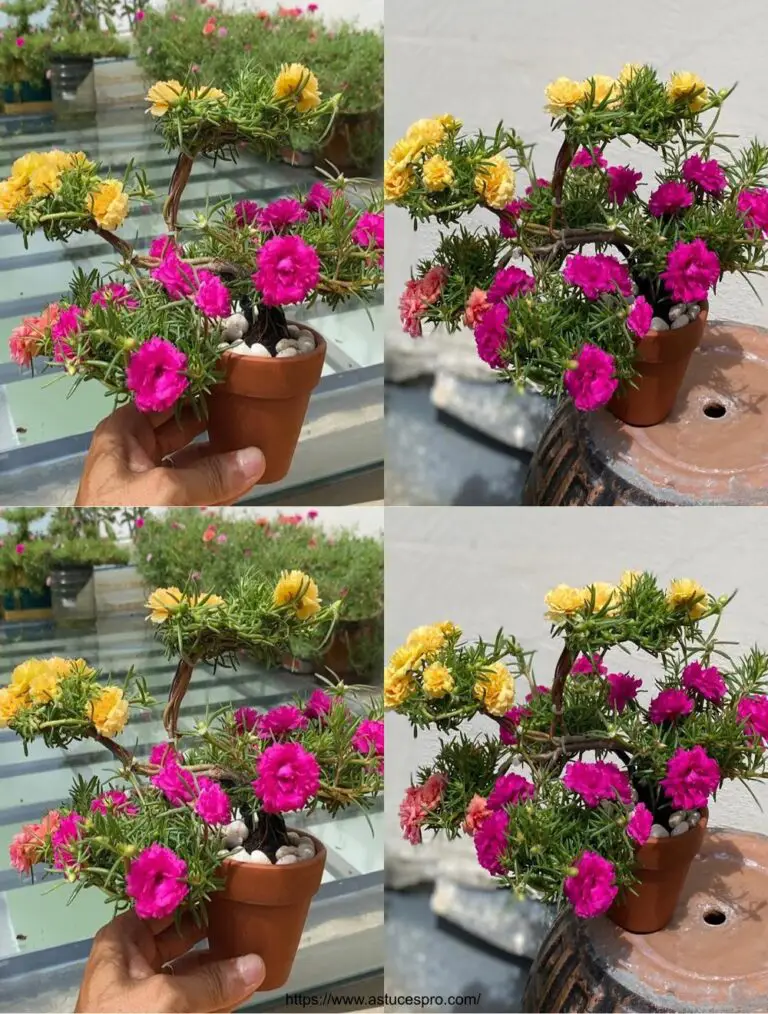 Cómo crear una carta de Bonsai de Portulaca Grandiflora