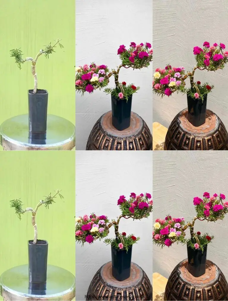 Cómo crear magnífica Portulaca Grandiflora