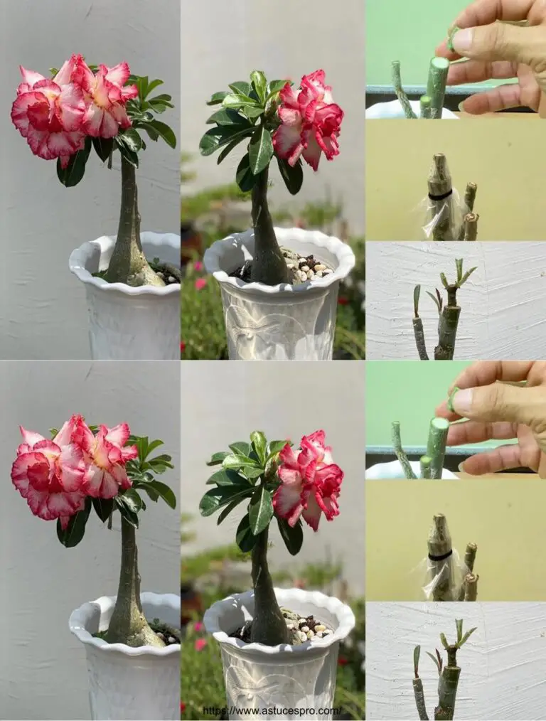 El método más sencillo y fácil para injertar plantas de Adenium Obesum con hermosas flores rojas