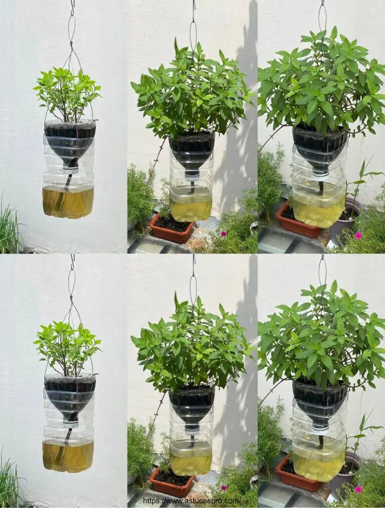 Innovative Way to Grow Hanging Coriander sin riego – Método sencillo y fácil