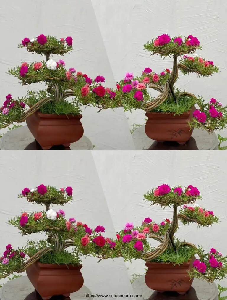 Cómo crear una Grandiflora Portulaca