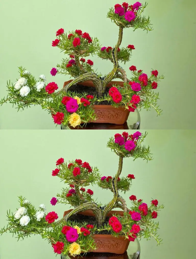 Cómo hacer un hermoso Dragon Flower Bonsai que todo el mundo puede realizar