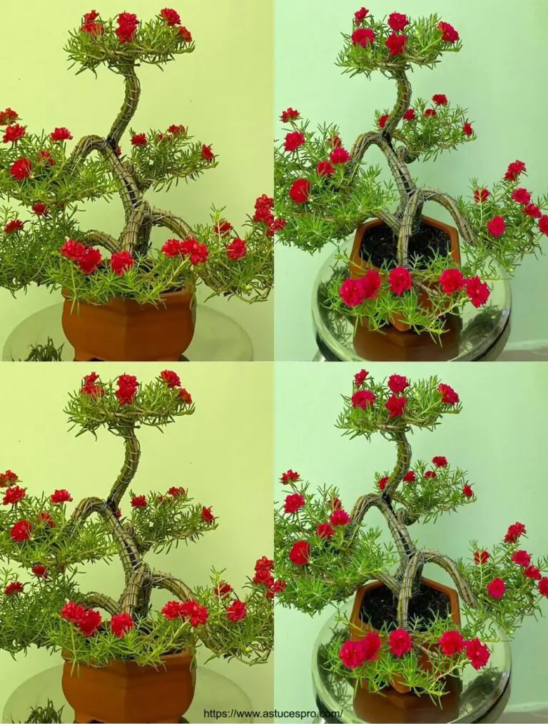 Cómo crear una hermosa Diez Horas Red Bonsai para una decoración de oficina sencilla y magnífica