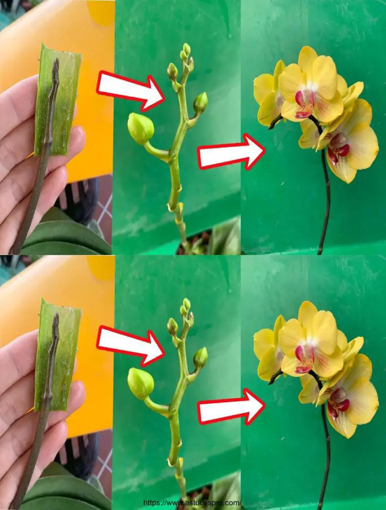 ¡Acelera el crecimiento de tus orquídeas con este secreto!