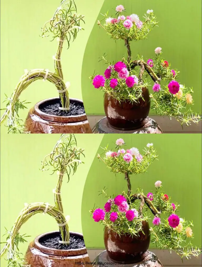 Cómo crear un bonsai de Portulaca Grandiflora con una hermosa y simple forma de cascada