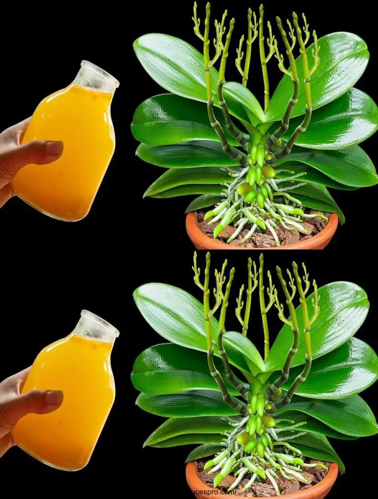 ¡Sólo una botella! Las raíces de la orquídea se hicieron carnosas y 100 ramas de floración se extendieron al instante.