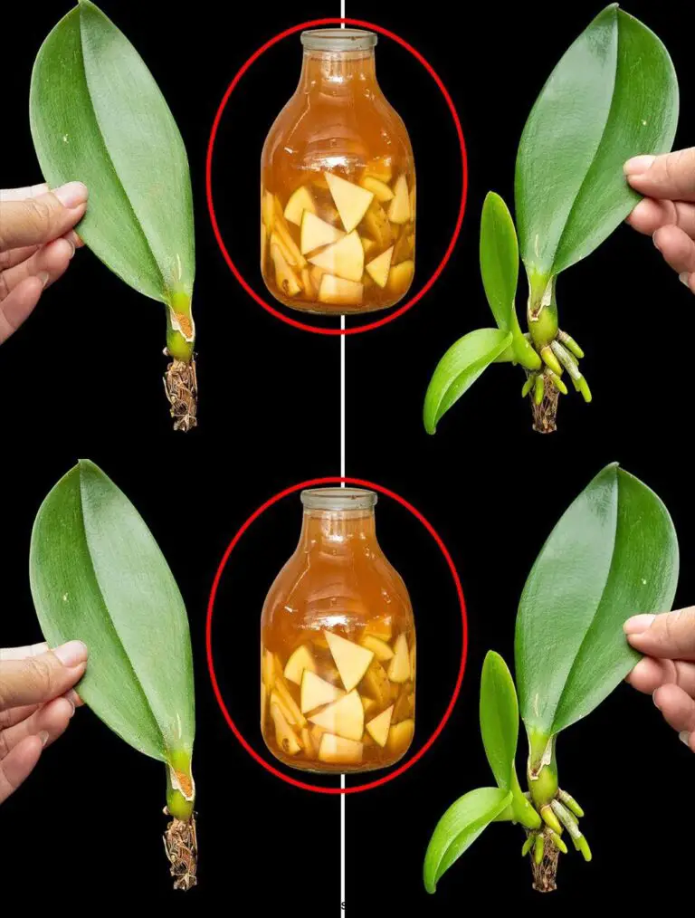 ¡Todo lo que necesitas es una botella de mezcla de papas! Y la orquídea rápidamente tomó raíz y flores 1000 flores