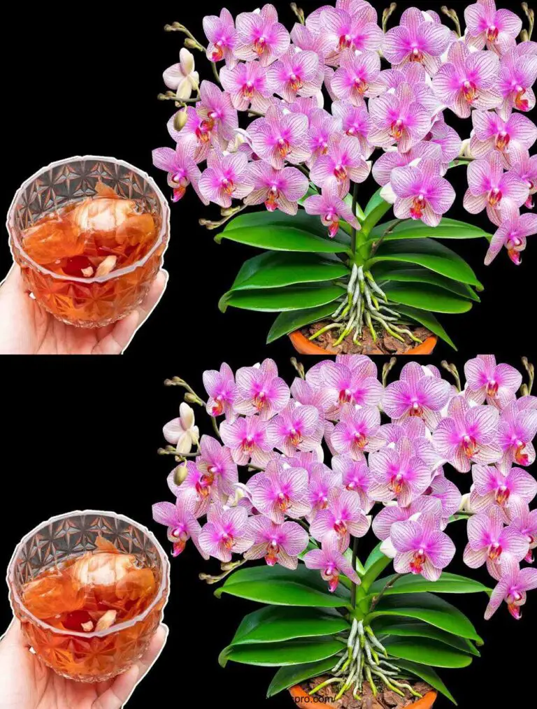 Bola mágica de agua de cebolla: transforma orquídeas estériles en hermosas flores todo el año