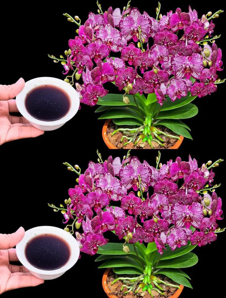 Con sólo una taza de agua, las hermosas orquídeas florecerán todo el año