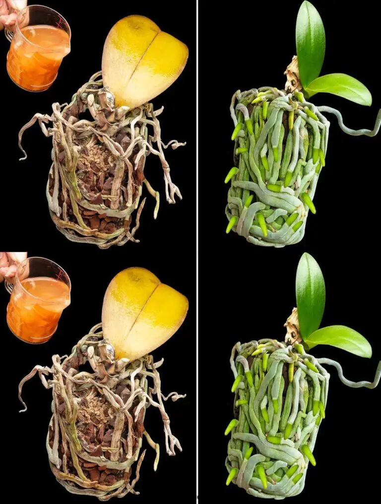 Usando una taza, la orquídea podrida comienza a renacer y produce cientos de nuevos brotes