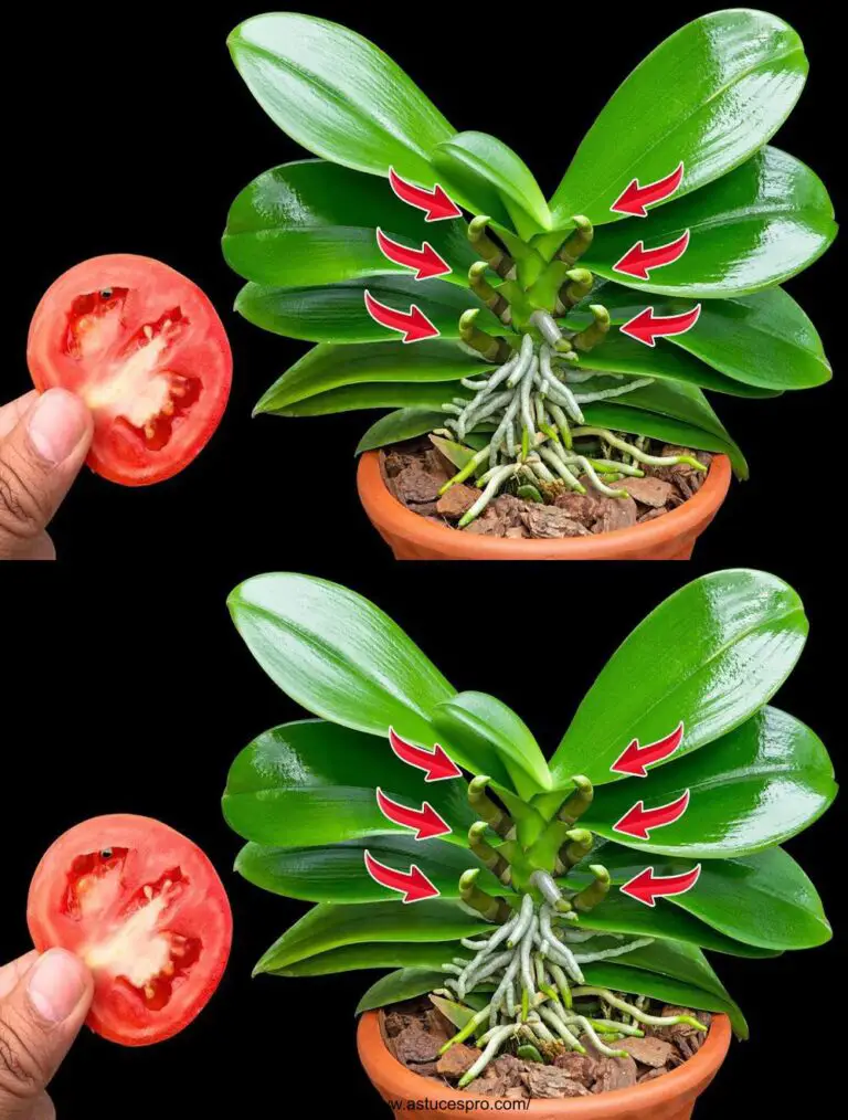 ¡Un trozo de tomate! Hace florecer la orquídea con 100 nuevas ramas y una floración increíble