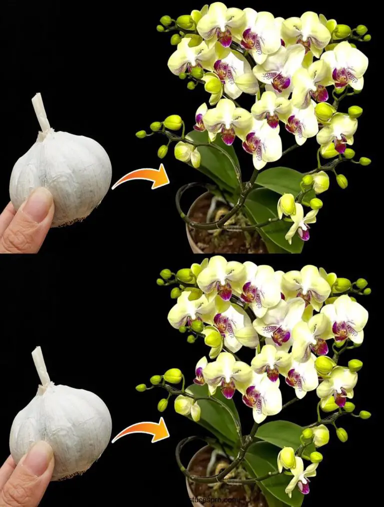 ¡Con un solo coágulo de ajo! Hace que las Orquídeas empujan rápidamente y florecen