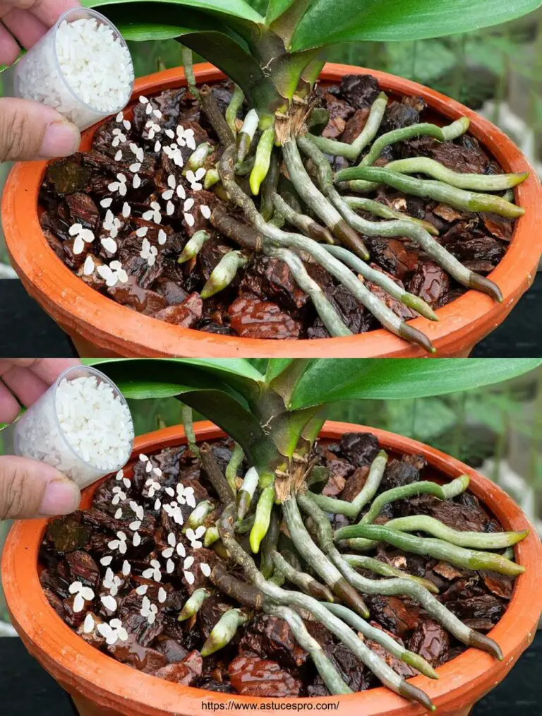 Con sólo un puñado de arroz, las raíces podridas de la orquídea renacerán.