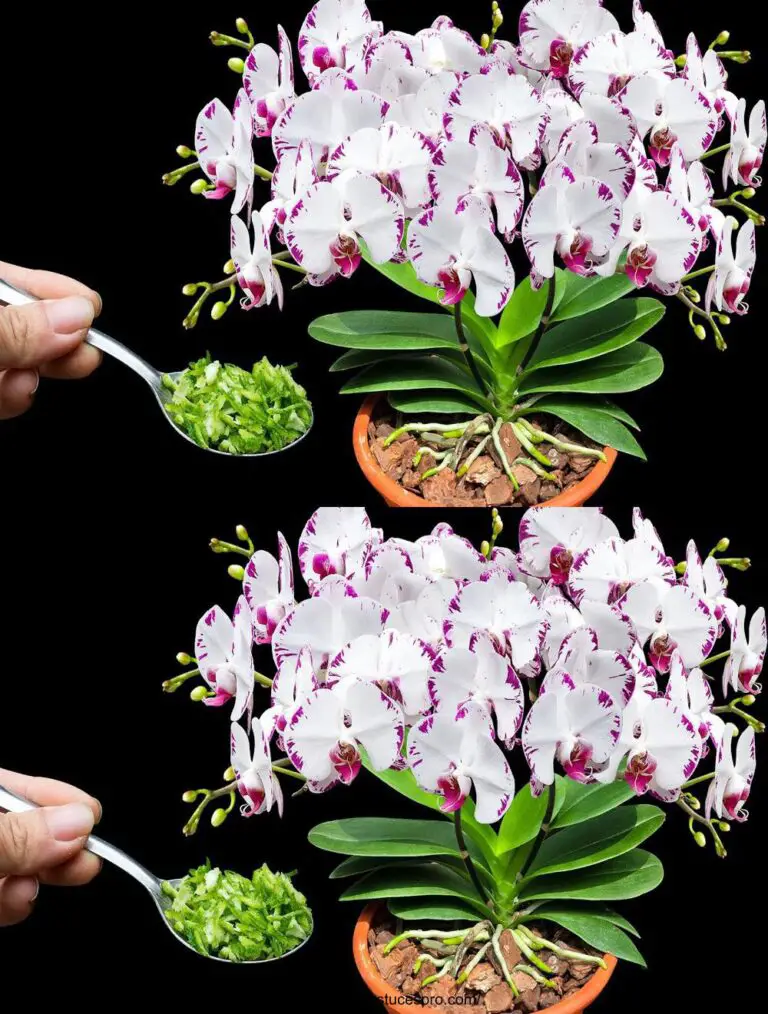 ¡Sólo una cuchara! Las ramas marchitas de la orquídea de repente refloran con muchas flores mágicas.