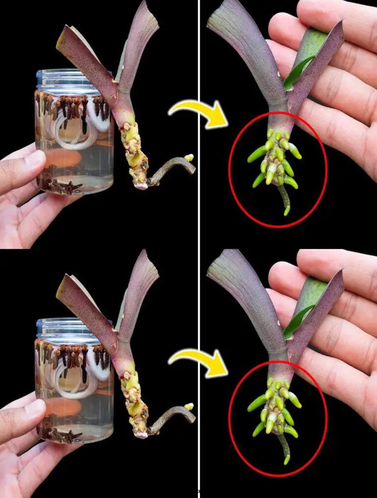 Deja empapado por un tiempo, la orquídea tomará raíz y florecerá bellamente