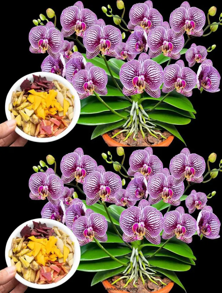 Esta combinación es 100 veces más fuerte que el ajo, causando la germinación inmediata de las raíces de la orquídea.