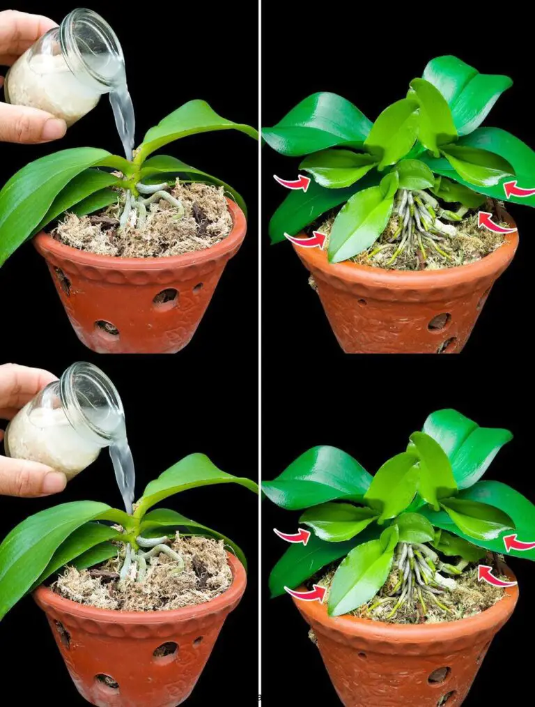 Una taza por semana, la orquídea producirá muchos brotes y florecerá vigorosamente