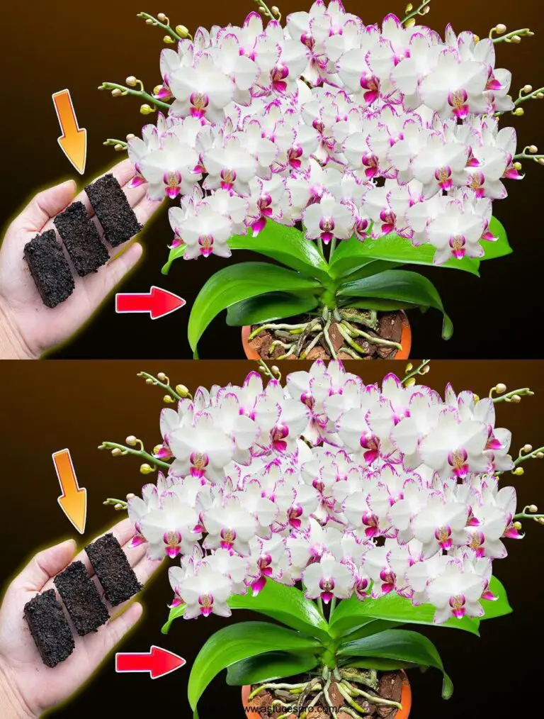 He colocado esto en raíces de orquídeas y orquídeas han florecido 500 veces más