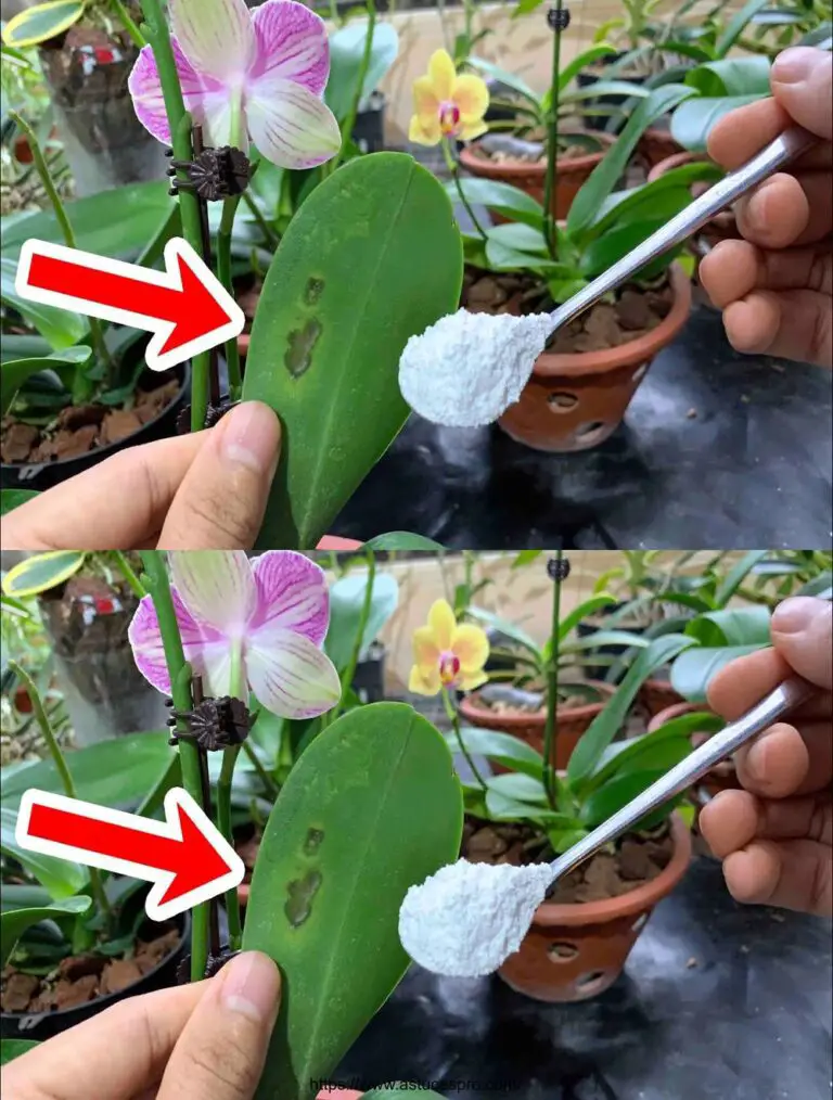 Cómo tratar las orquídeas con hojas marchitas y flores