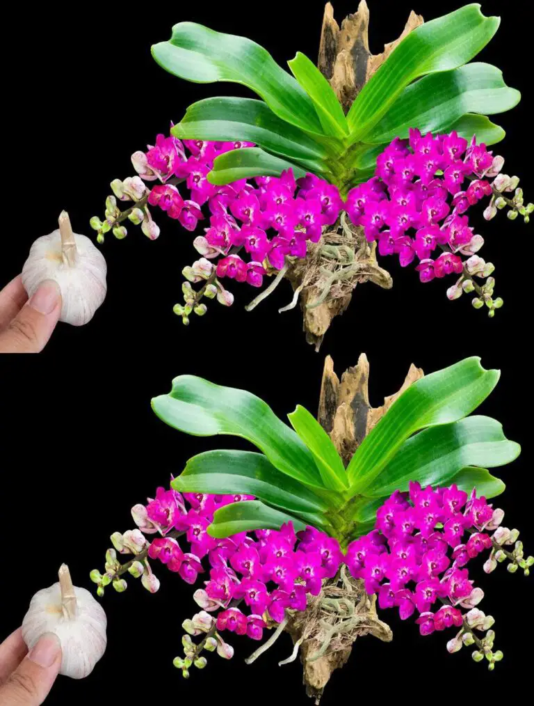 Sólo un clavo de ajo o una orquídea aturdida florecerá milagrosamente