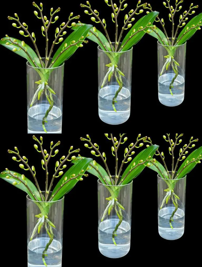 ¡Añada una cuchara al agua para las raíces de orquídeas en forma completa y una floración mágica!