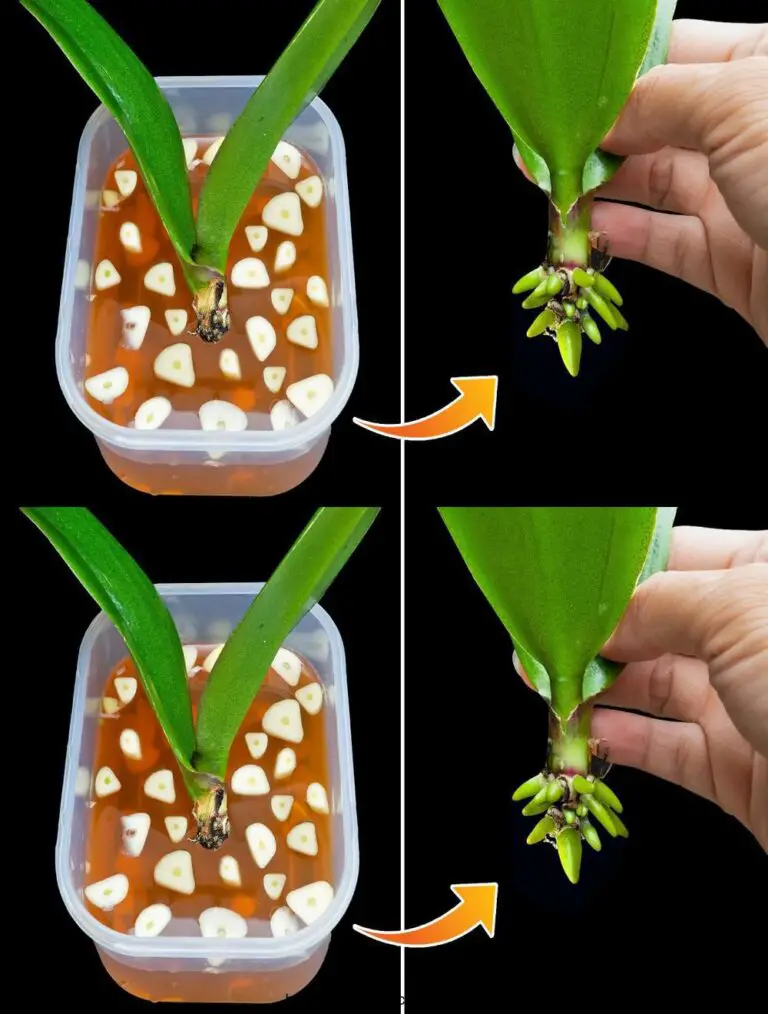 Hazlo una vez, y la orquídea muerta crecerá raíces y florecerá milagrosamente